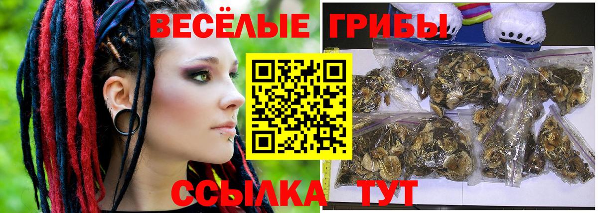 Галлюциногенные грибы мицелий  Псилоцибиновые грибы Psilocybe  закладка  Курчатов 